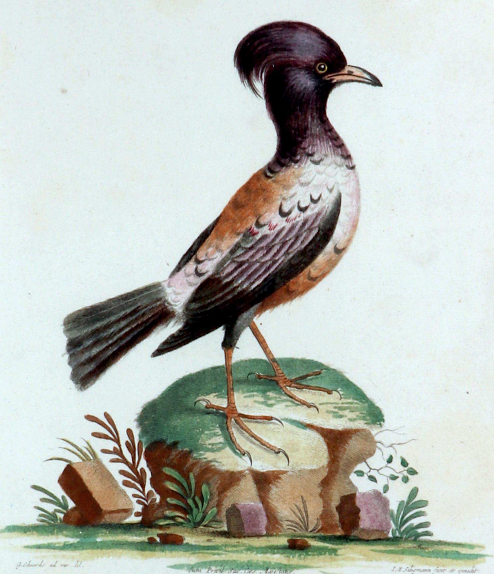 Georgian Johann Seligmann Bird Print of Le Merle Rofette, Tab XXXIX, After George Edwards For Sale