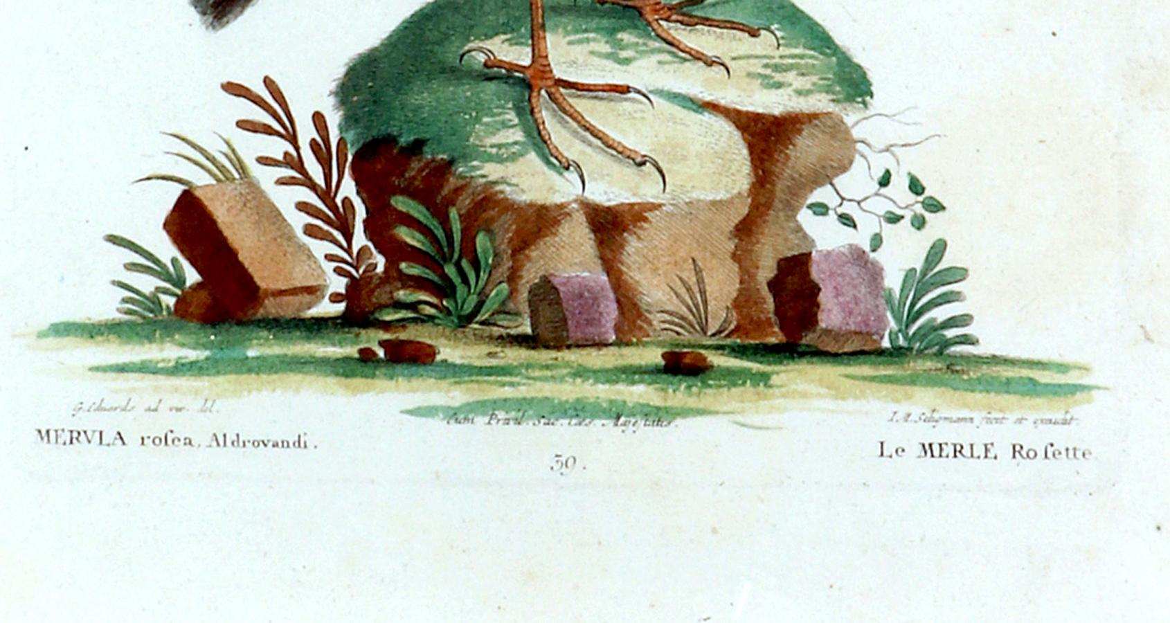 Impression oiseau de Le Merle Rofette par Johann Seligmann, Tab XXXIX, d'après George Edwards Bon état - En vente à Downingtown, PA