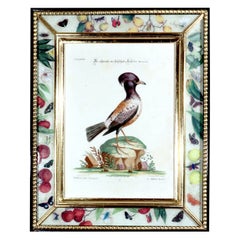 Impression oiseau de Le Merle Rofette par Johann Seligmann, Tab XXXIX, d'après George Edwards