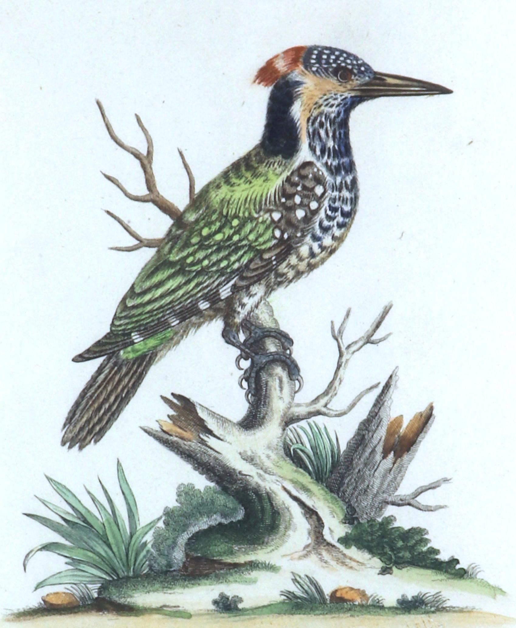Johann Seligmann Bird Print,
Le Pivert Mouchese des Indes, 
Scheda LXXVII,
Circa 1770

L'incisione di Johann Seligmann Le Pivert Mouchese des IndesTax LXXXVII è montata in una cornice a decoupage. L'incisione con titoli in tedesco, latino e