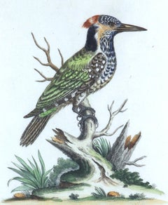 Johann Seligmann Bird Print of Le Pivert Mouchese des Indes, Tab LXXVII