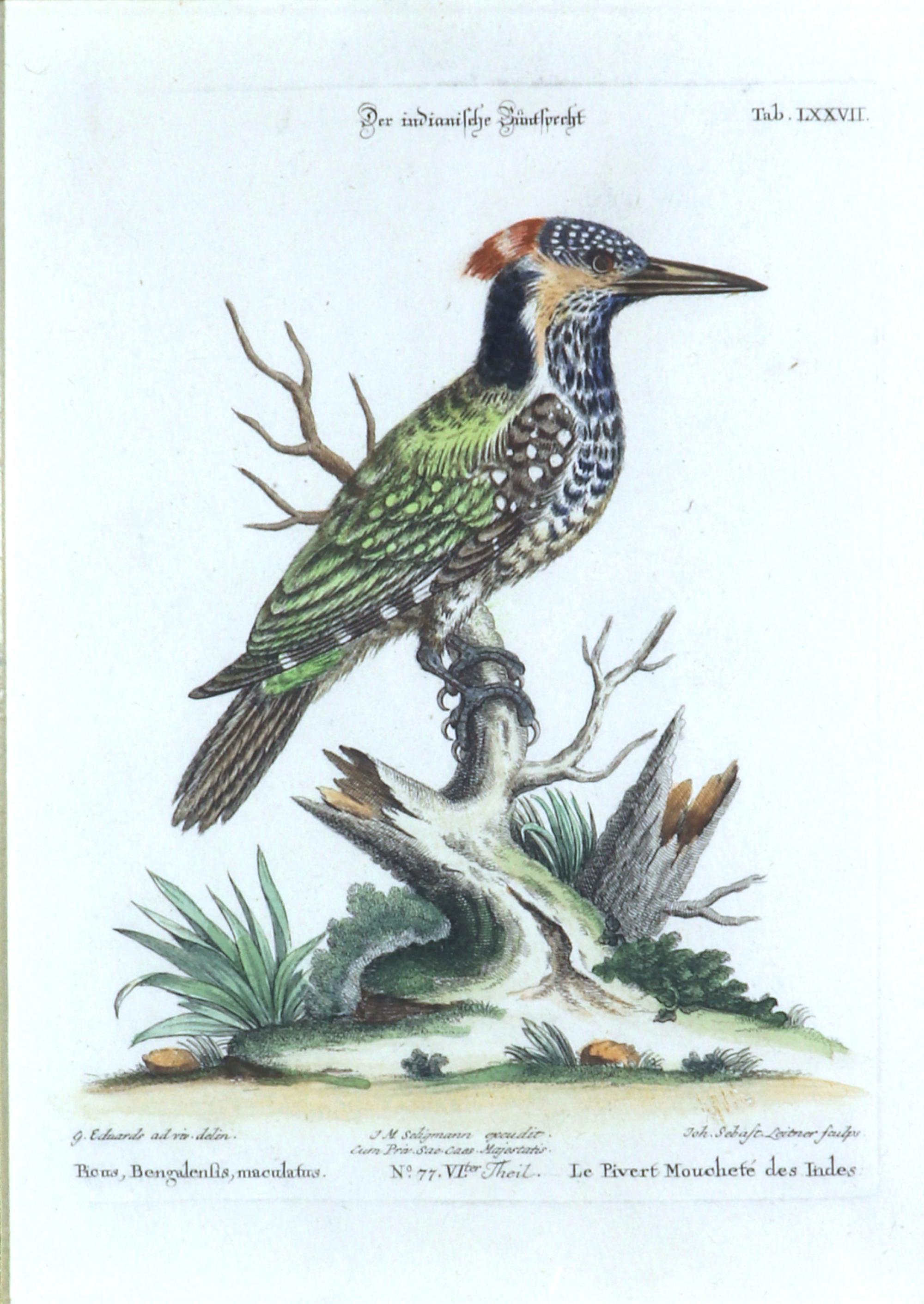 Georgiano Johann Seligmann Stampa di uccelli di Le Pivert Mouchese des Indes, Scheda LXXVII in vendita