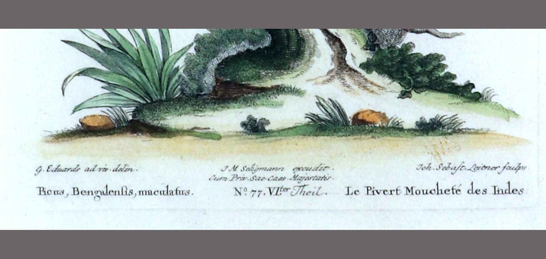 Tedesco Johann Seligmann Stampa di uccelli di Le Pivert Mouchese des Indes, Scheda LXXVII in vendita