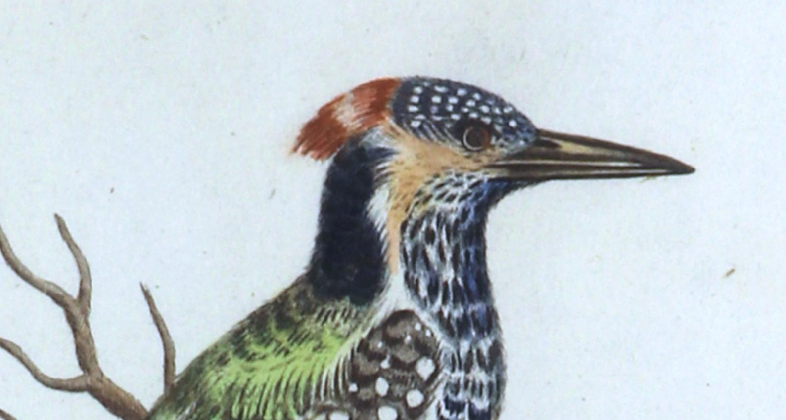 Johann Seligmann Stampa di uccelli di Le Pivert Mouchese des Indes, Scheda LXXVII In condizioni buone in vendita a Downingtown, PA