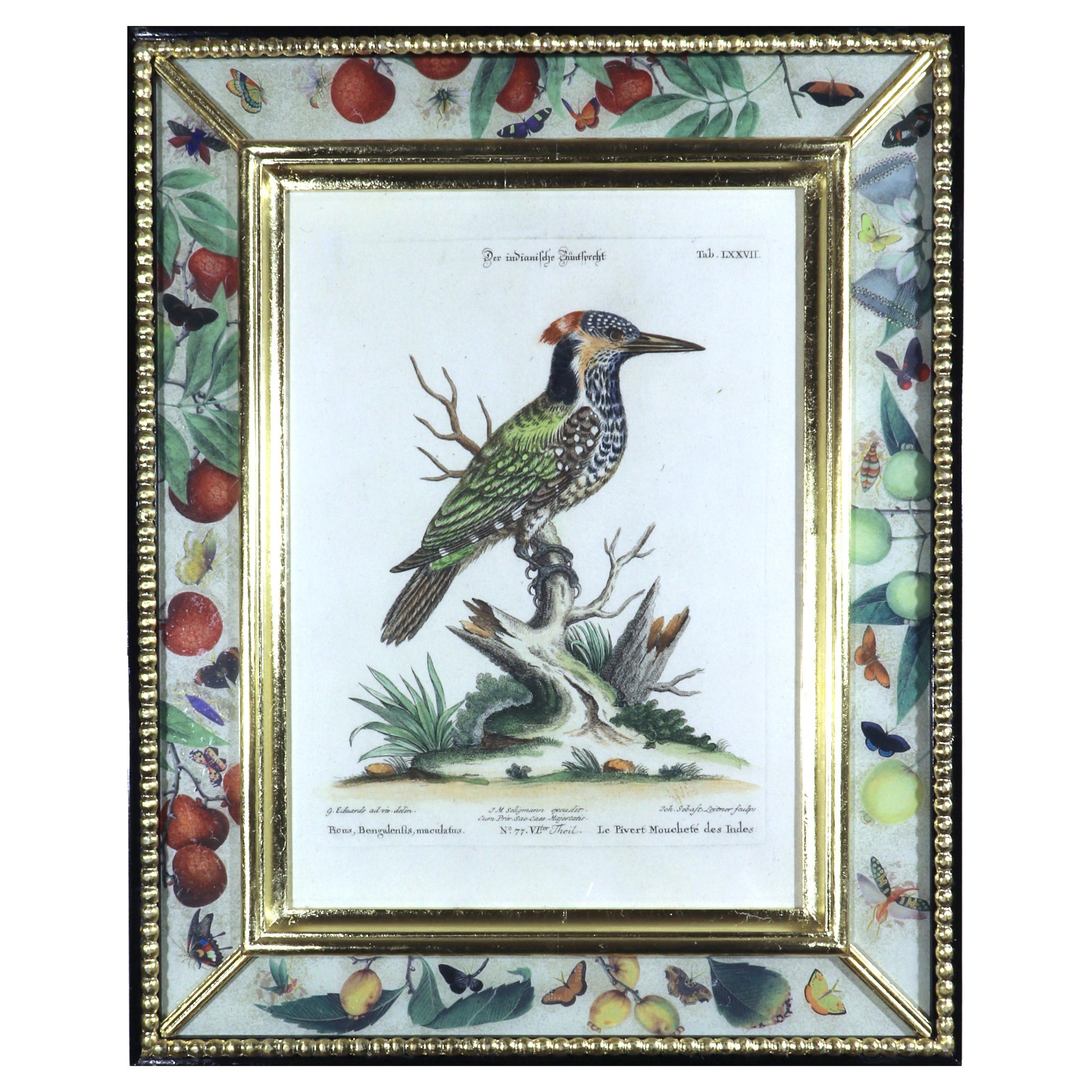 Impression oiseau de Le Pivert Mouchese des Indes de Johann Seligmann, Tab LXXVII