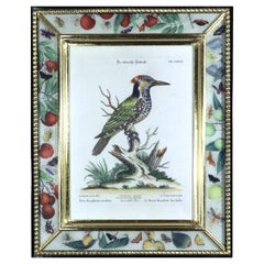 Johann Seligmann Vogeldruck von Le Pivert Mouchese des Indes, Tafel LXXVII