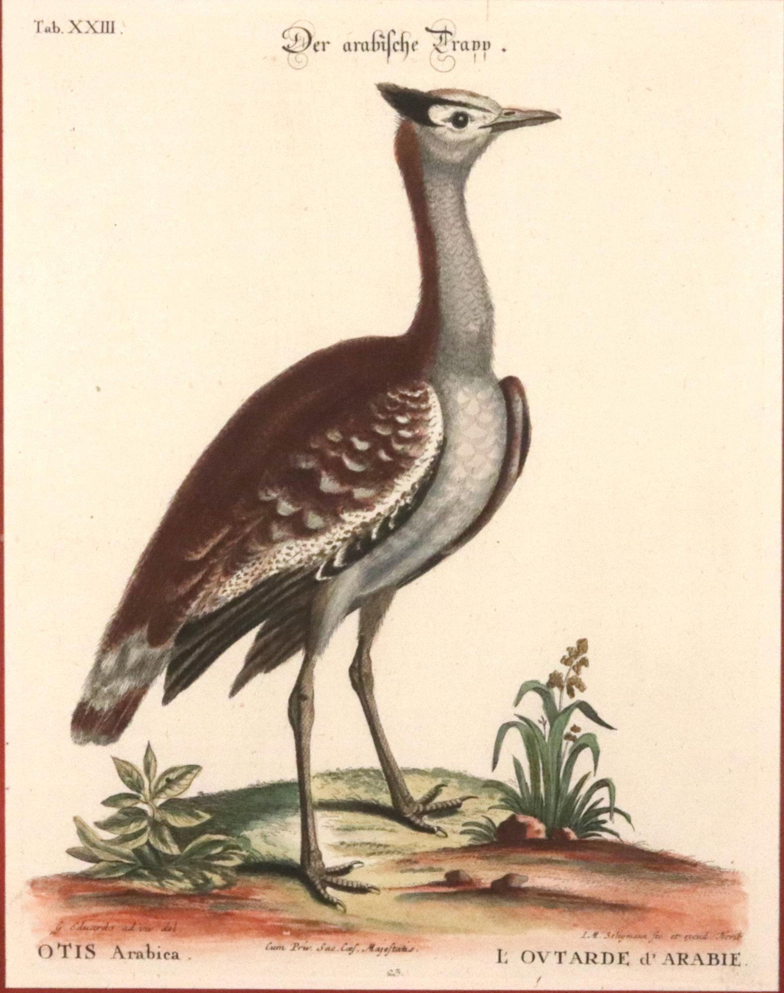 Johann Seligmann Ensemble de six gravures d'oiseaux aquatiques en vente 3