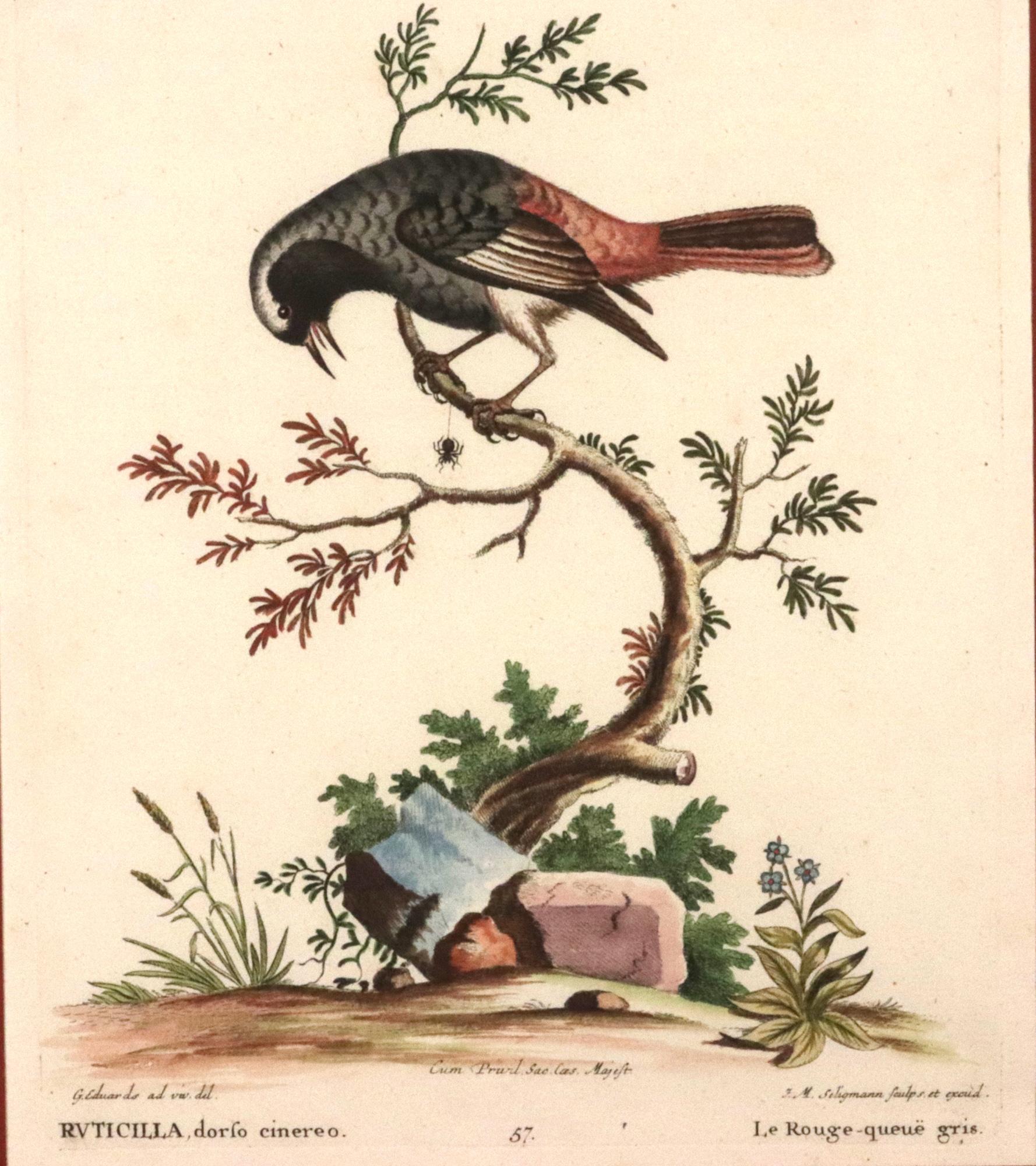 Johann Seligmann Ensemble de six gravures d'oiseaux aquatiques en vente 4