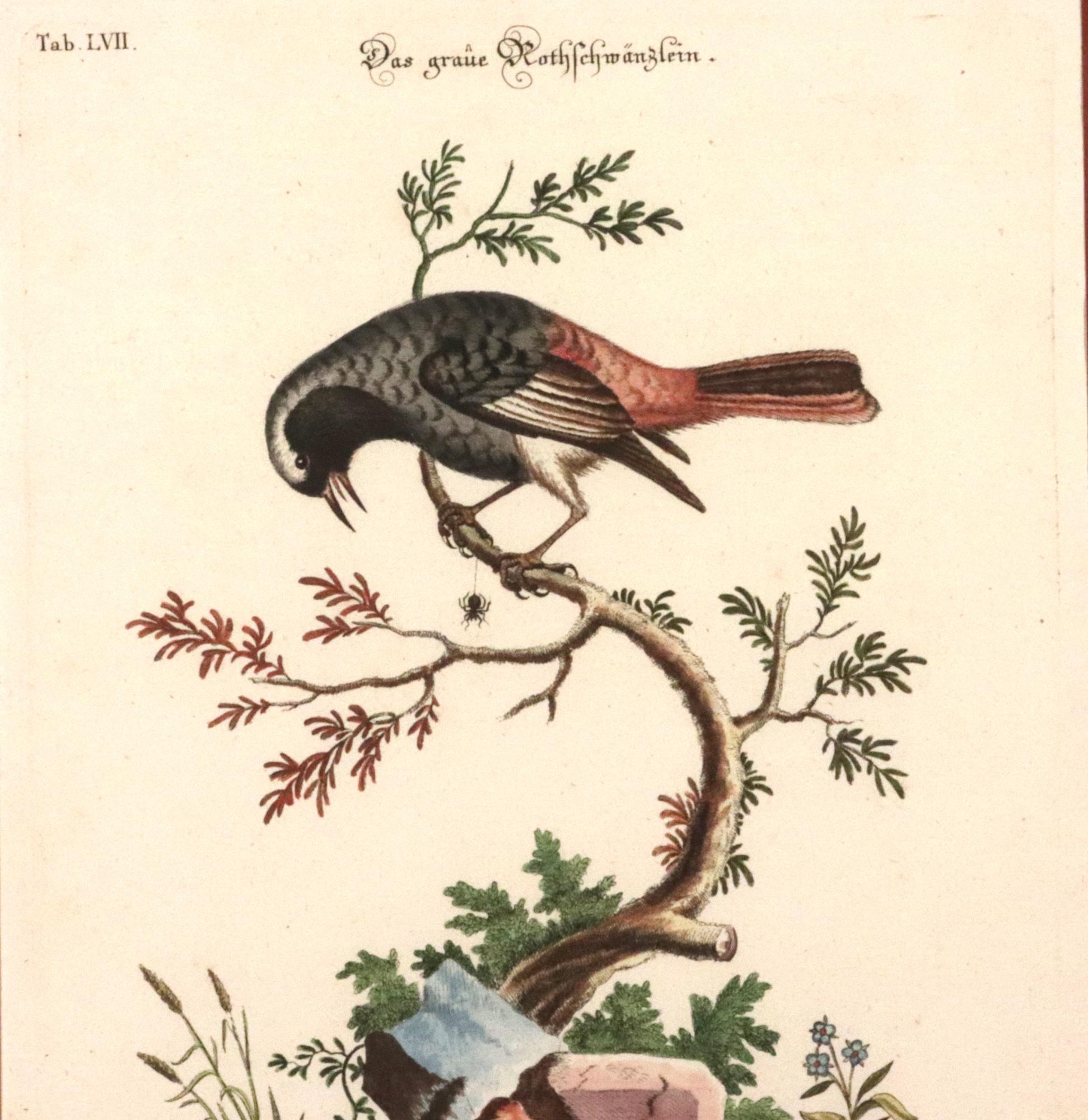 Johann Seligmann Ensemble de six gravures d'oiseaux aquatiques en vente 6