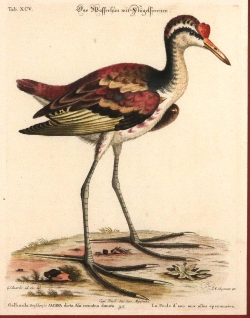 Johann Seligmann Ensemble de six gravures d'oiseaux aquatiques en vente 7