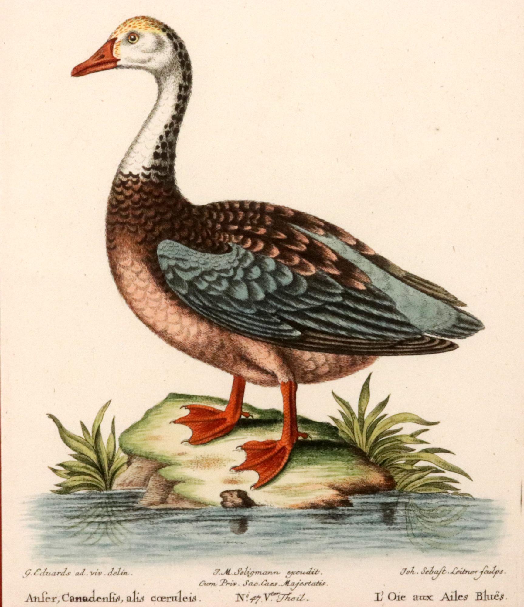 Johann Seligmann Ensemble de six gravures d'oiseaux aquatiques en vente 8