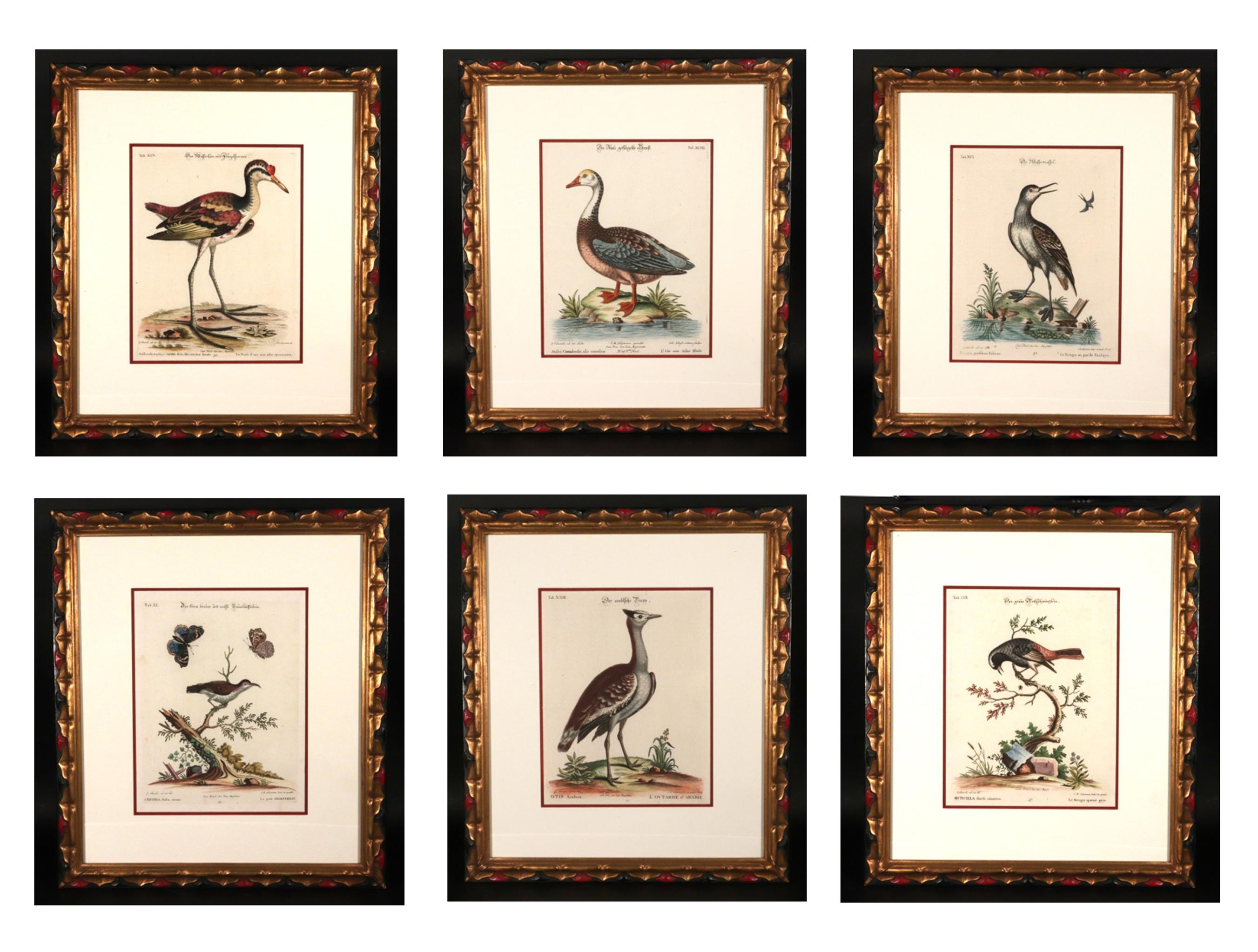 Johann Seligmann Ensemble de six gravures d'oiseaux aquatiques en vente 10