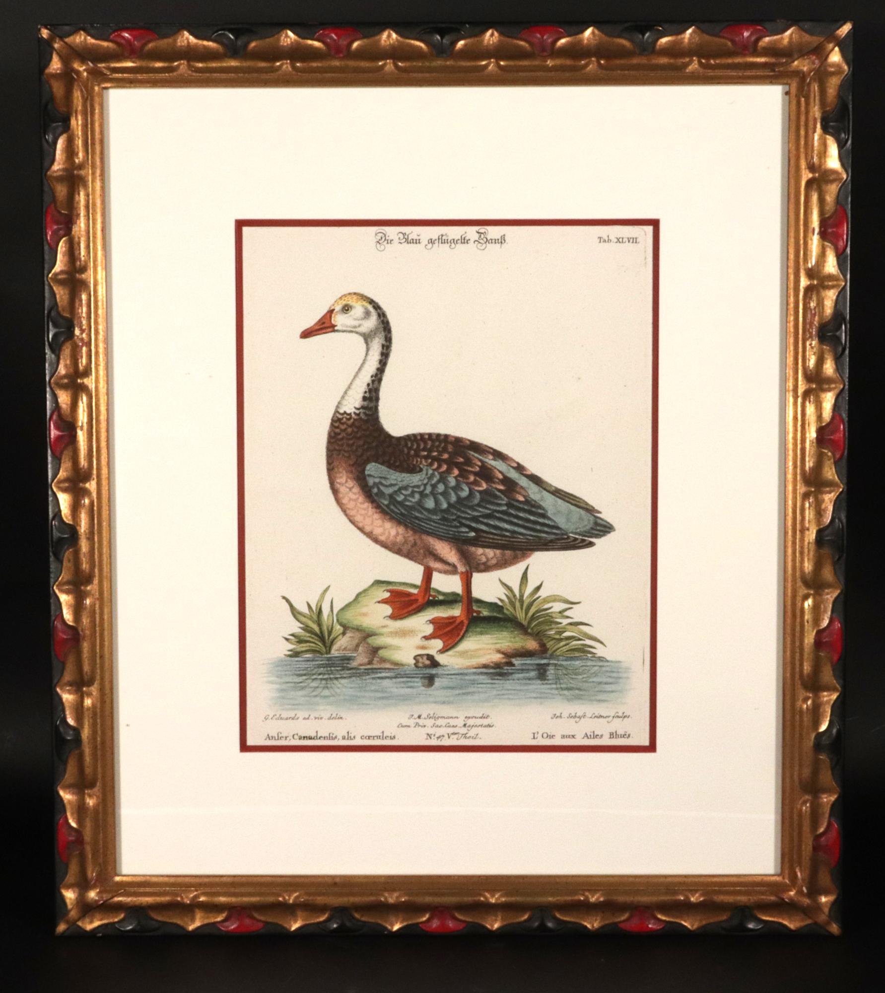 Johann Seligmann Ensemble de six gravures d'oiseaux aquatiques en vente 12