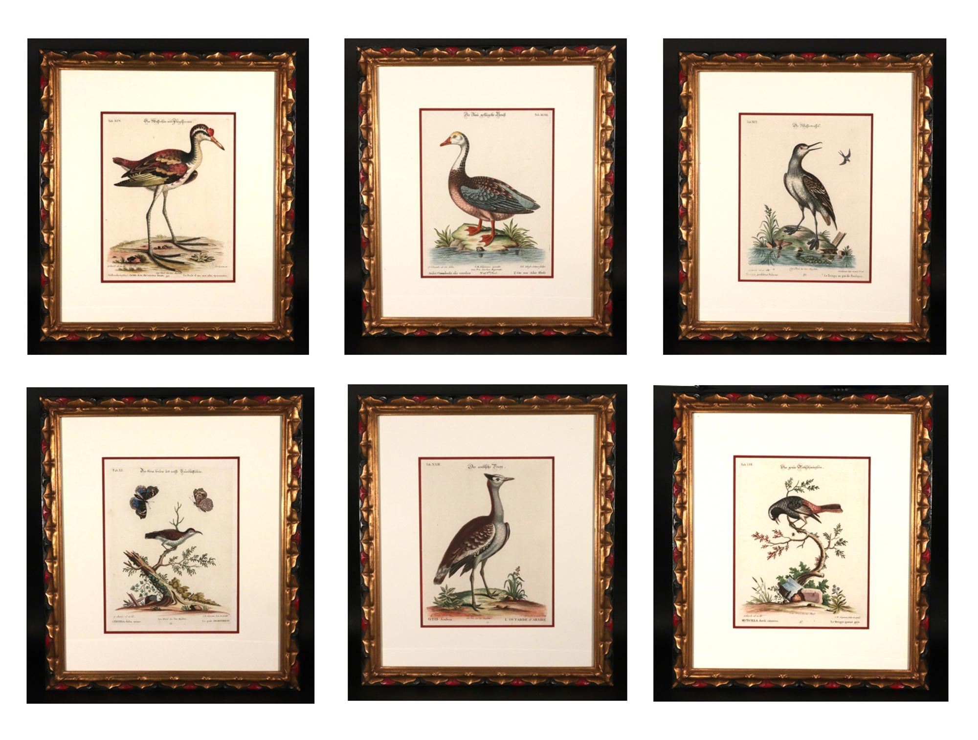 Johann Seligmann Ensemble de six gravures d'oiseaux,
Circa 1770

Dimensions : 18 1/2 pouces de haut x 16 pouces de large x 1 pouce de profondeur.

Une confluence de talents : Les planches ornithologiques d'Edwards et de Seligmann.

Au cœur de cette