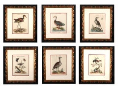 Johann Seligmann Set of Six Engravings of Water Birds