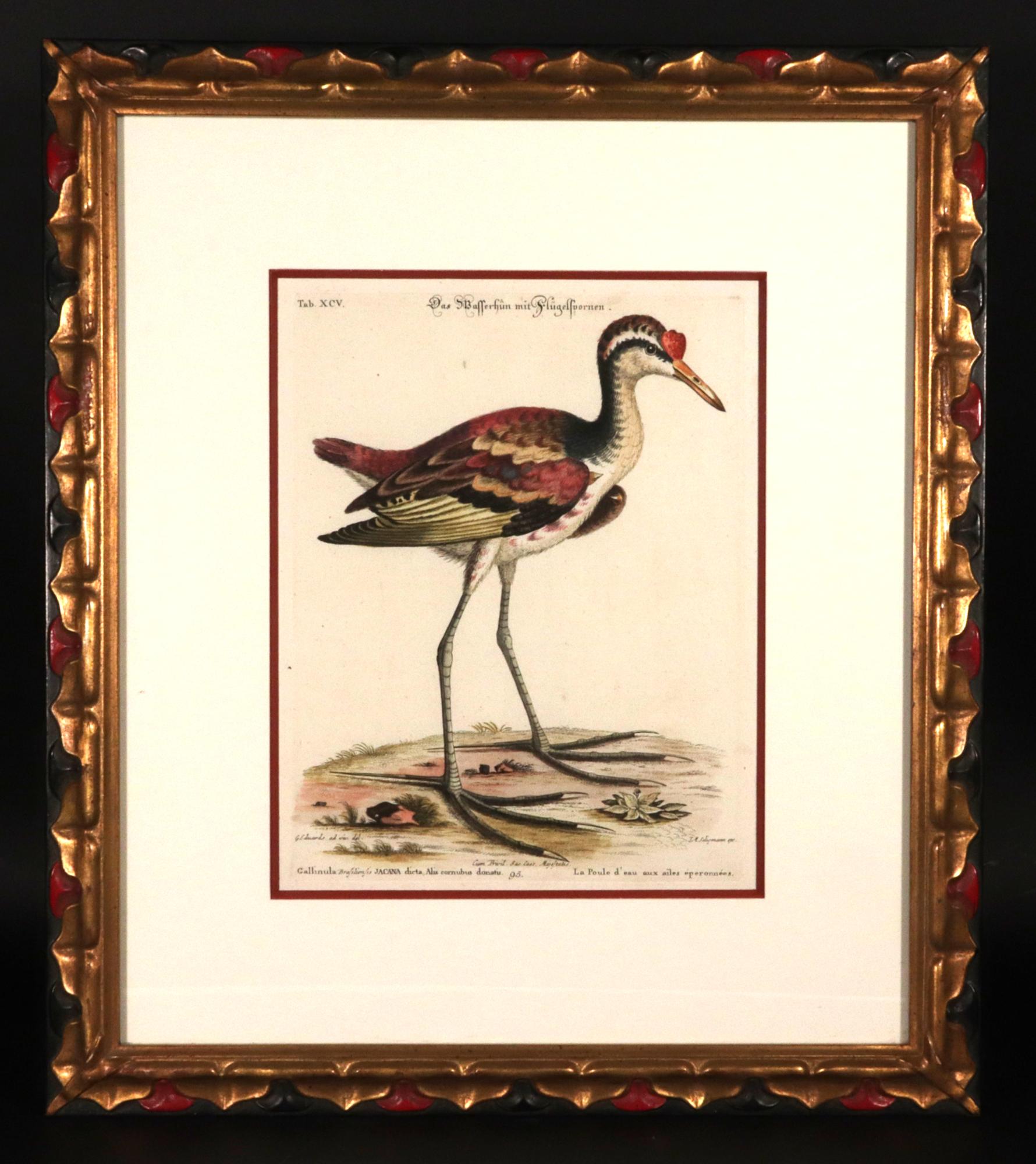 XVIIIe siècle Johann Seligmann Ensemble de six gravures d'oiseaux aquatiques en vente