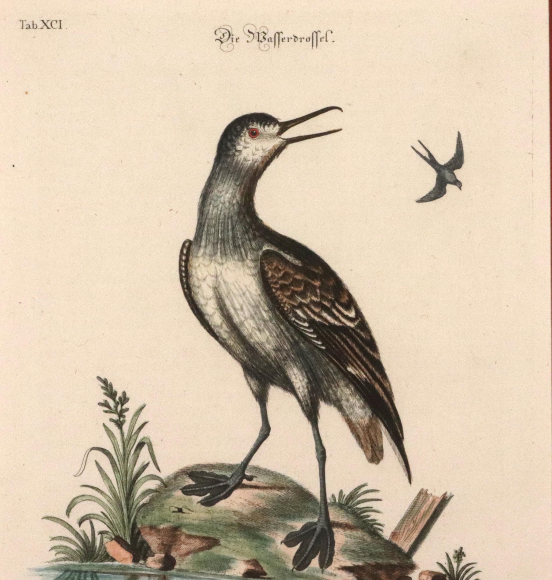 Johann Seligmann Ensemble de six gravures d'oiseaux aquatiques en vente 1