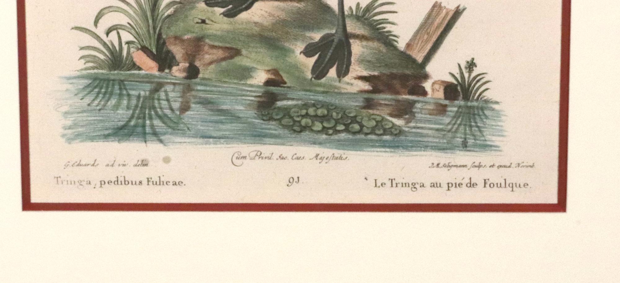 Johann Seligmann Ensemble de six gravures d'oiseaux aquatiques en vente 2