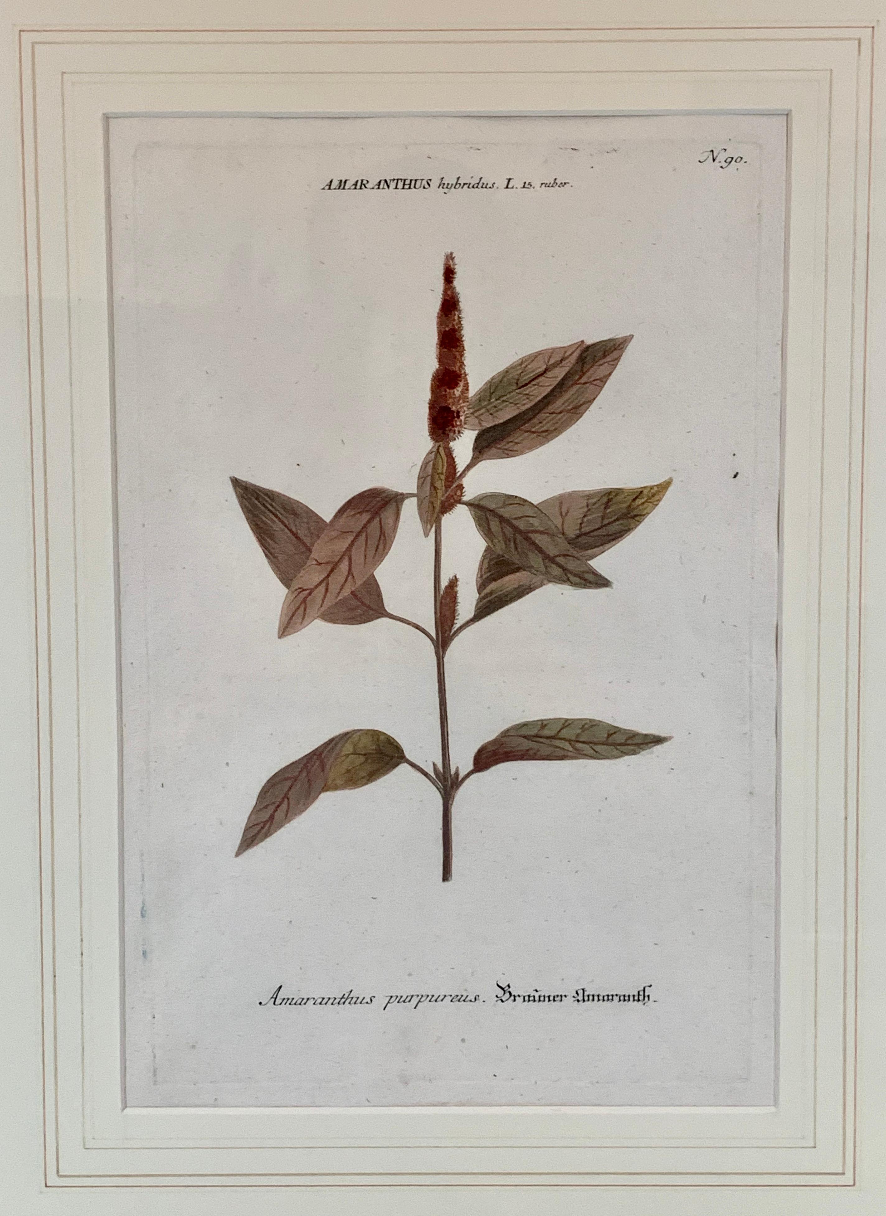 Botanical by Johann Wilhelm Weimann (1683-1741) published this print 