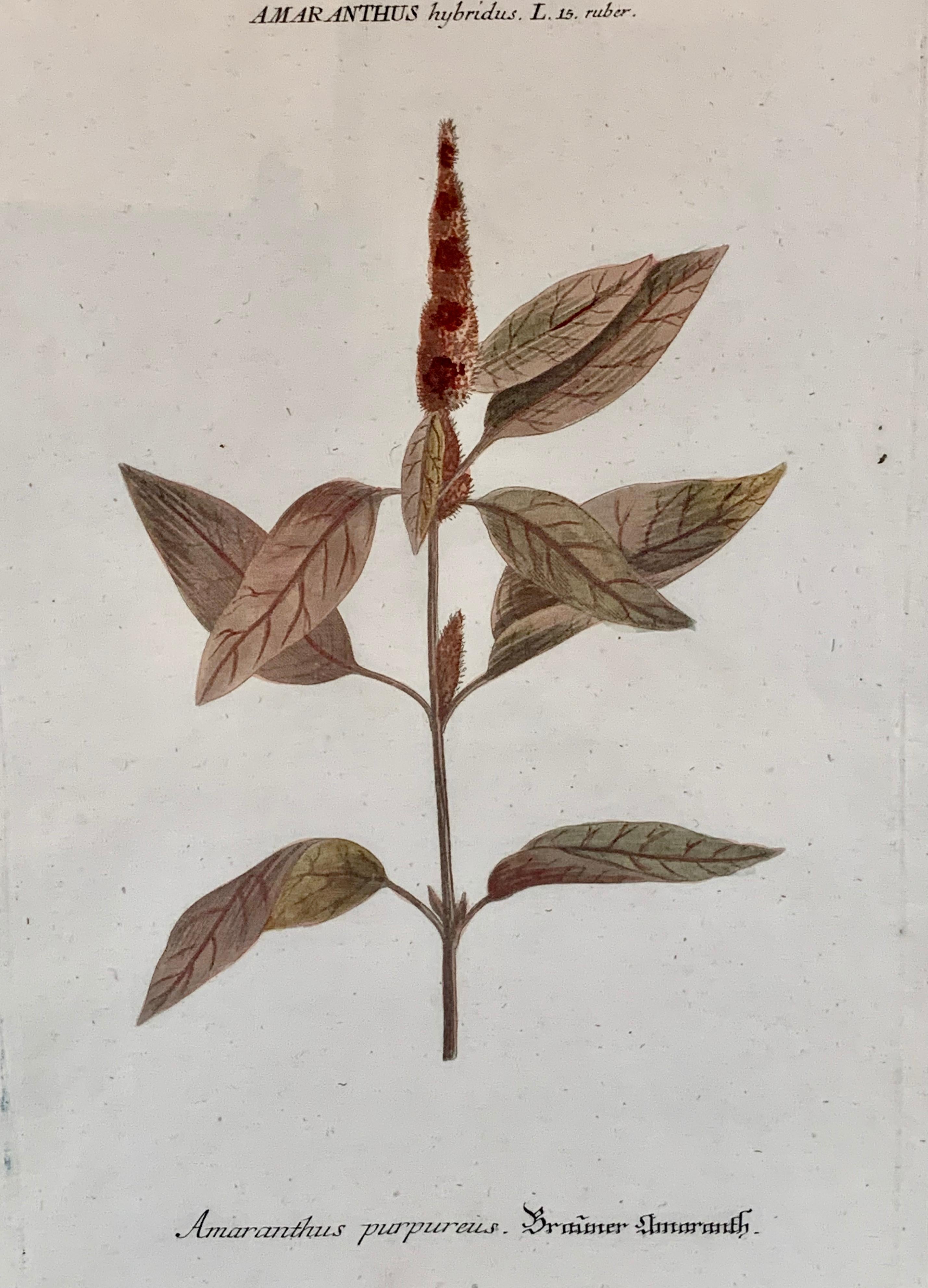 botanical name of amaranth
