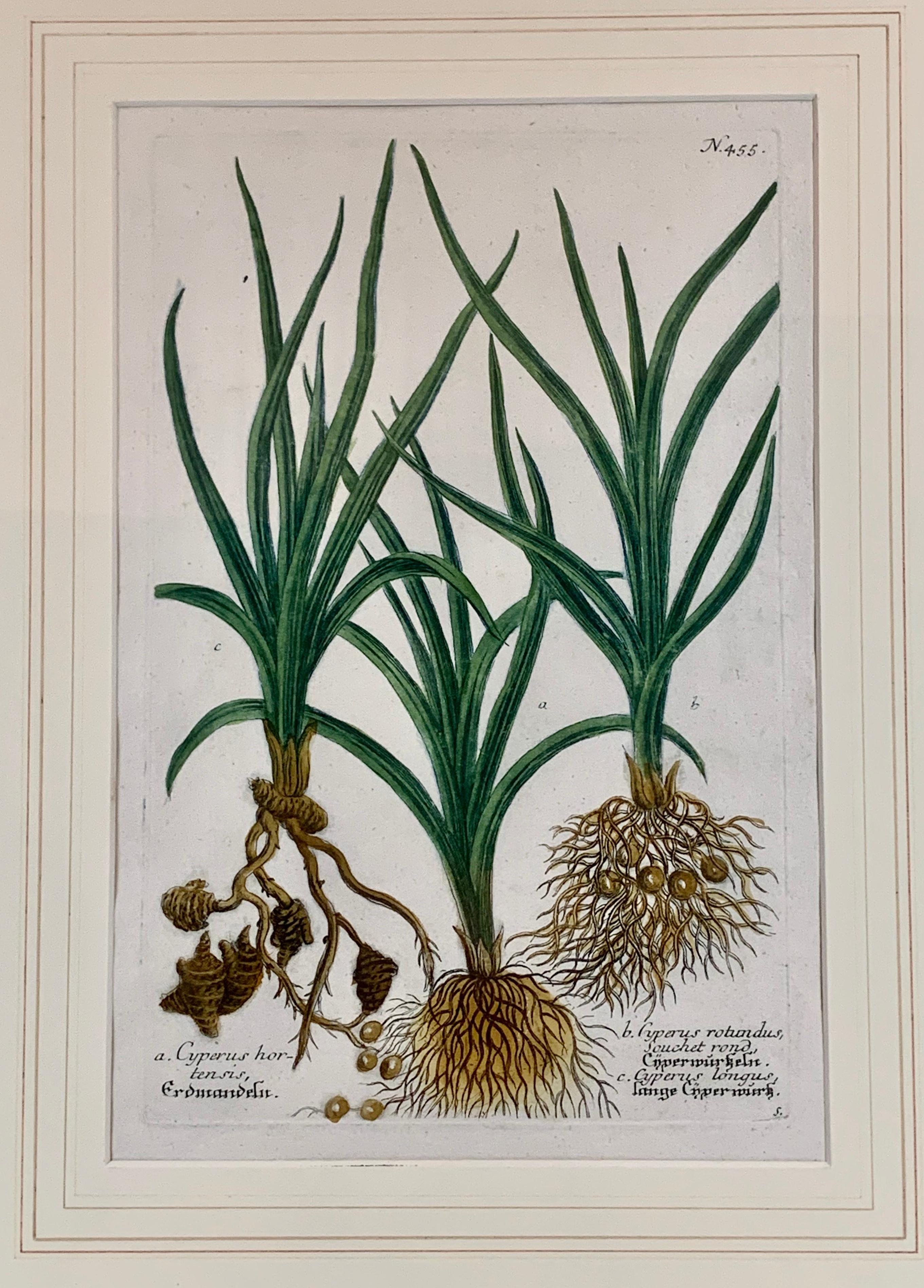 Botanical by Johann Wilhelm Weimann (1683-1741) published this print 