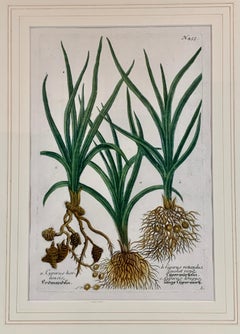 Johann W. Weinmann's "Cyperus" a Botanical Mezzotint, Pl. #455, 1737-1745