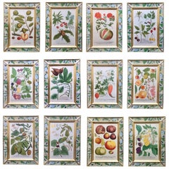 Johann Weinmann Botanical and Fruit Engravings, circa 1740