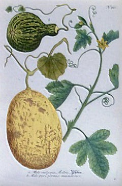 Johann Weinmann Botanical Engraving of Gourds, Plate 721, circa 1740