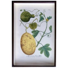 Johann Weinmann Botanical Engraving of Gourds, Plate 721, circa 1740