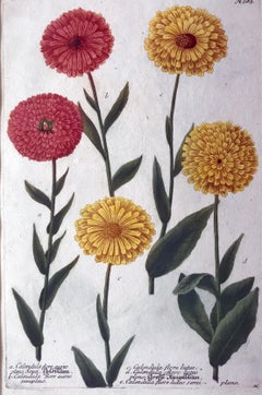 Johann Weinmann Botanical Engravings of Anemone Flowers, circa 1740