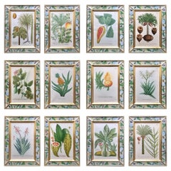 Johann Weinmann Botanical Engravings of Exotic Plants