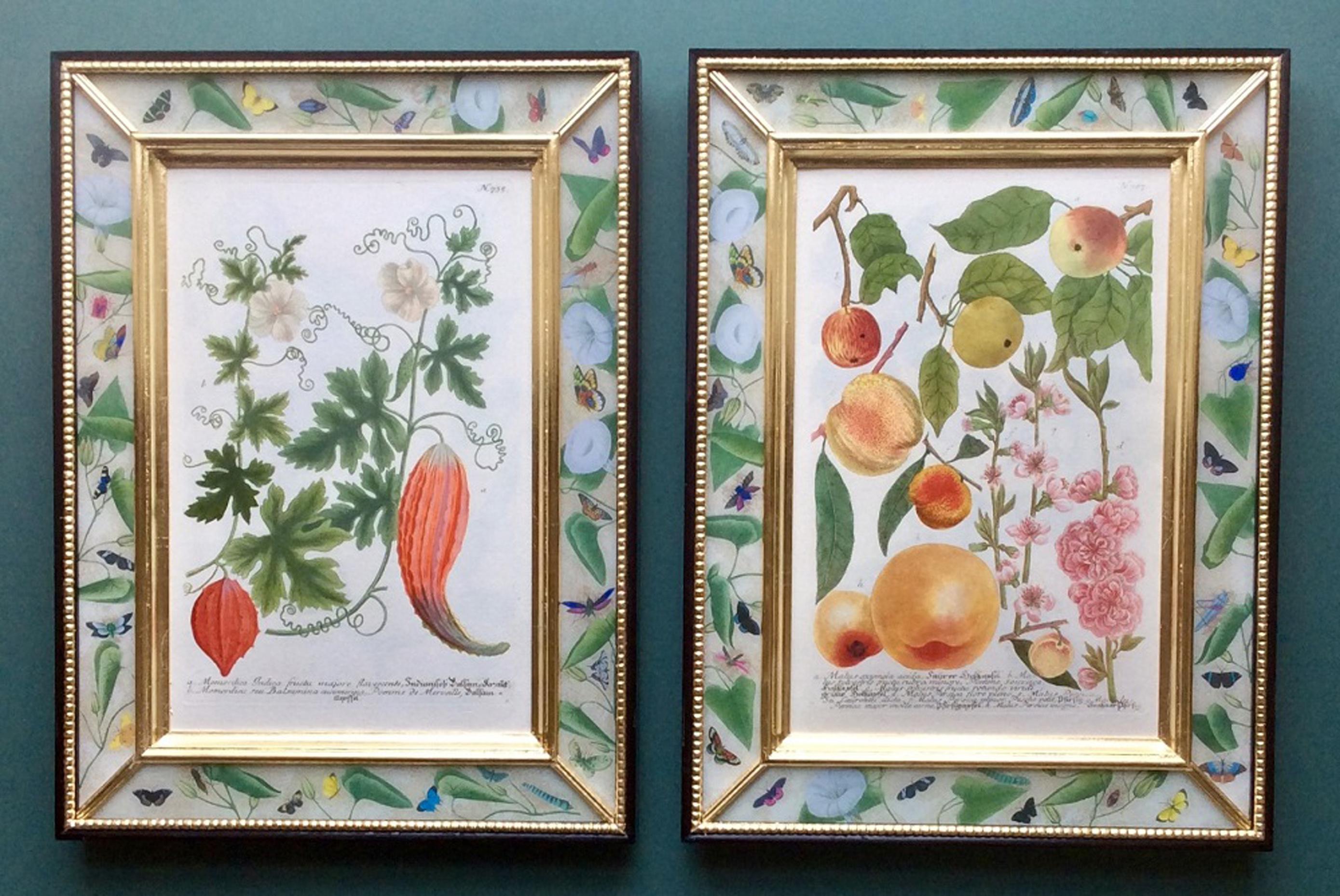 Georgian Johann Weinmann Botanical and Fruit Engravings, circa 1740