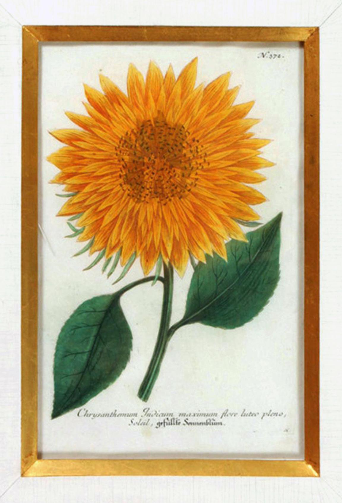 Johann Weinmann Engravings of Sunflowers, 
circa 1737-1745.

The Weinmann sunflower engravings are numbers 372 & 374 and are both signed by Haid. The engravings within a gold and green faux green leather frame.

Dimensions: 21 3/4 inches x16