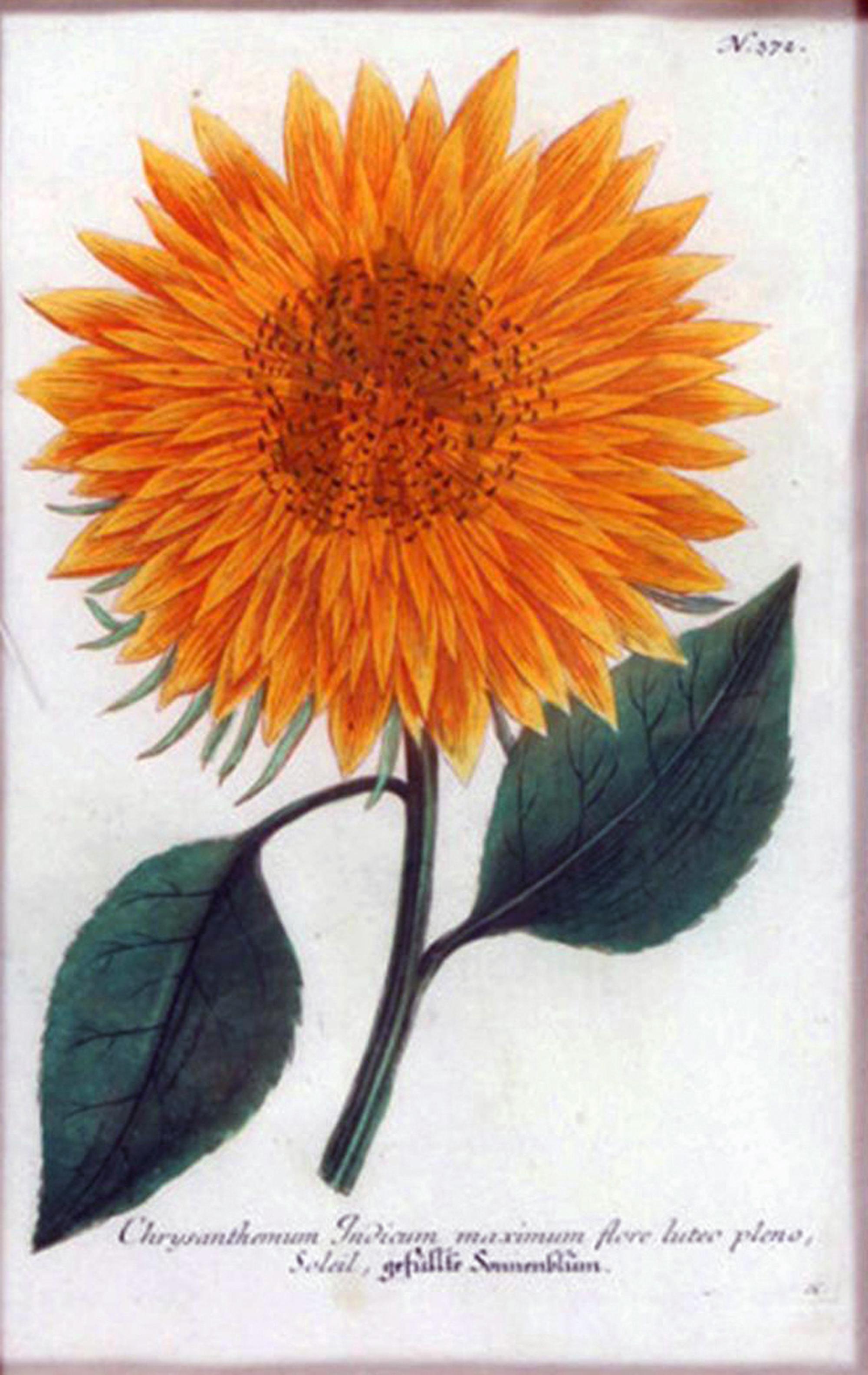 Georgian Engraving of Sunflowers by Johann Weinmann