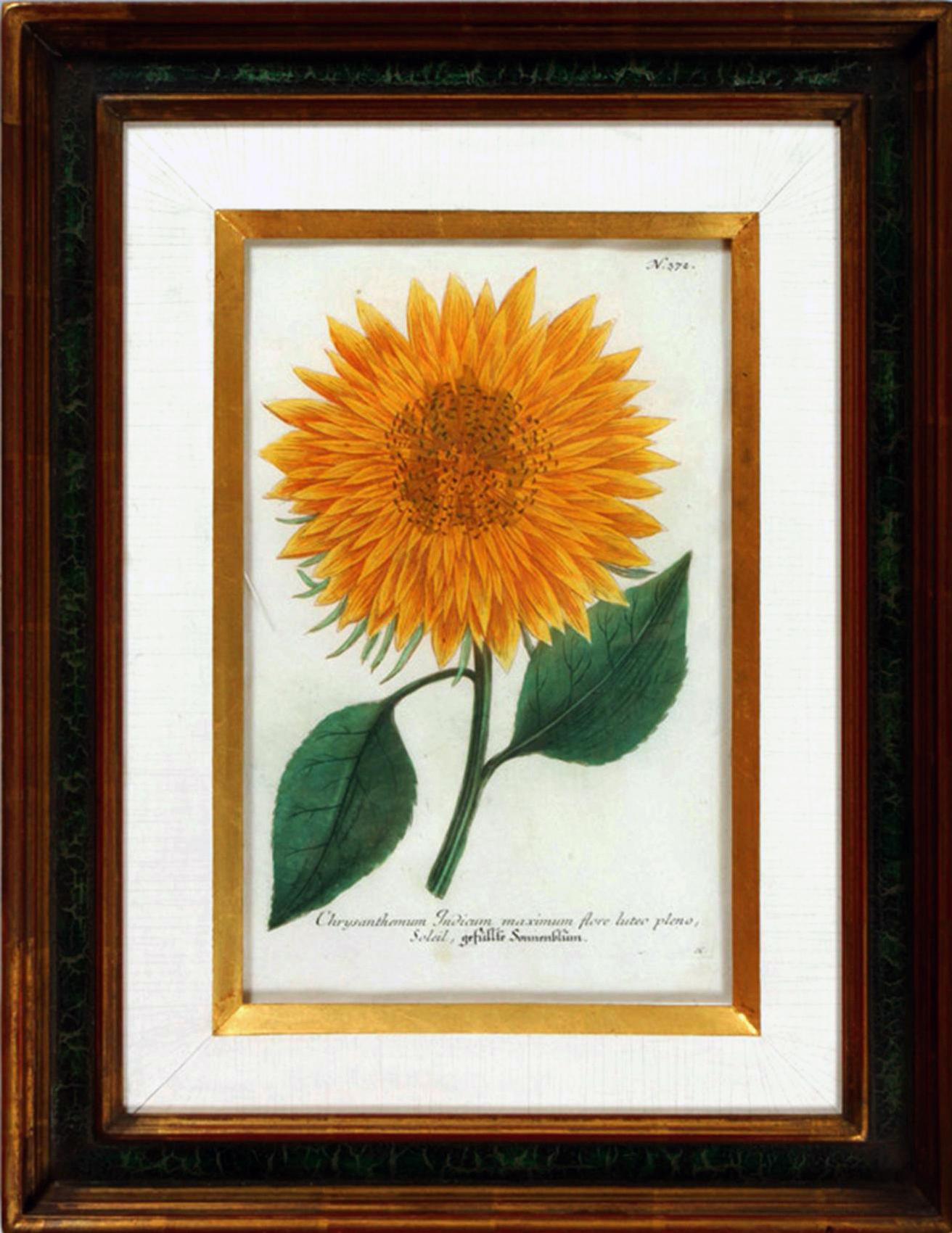 German Engraving of Sunflowers by Johann Weinmann