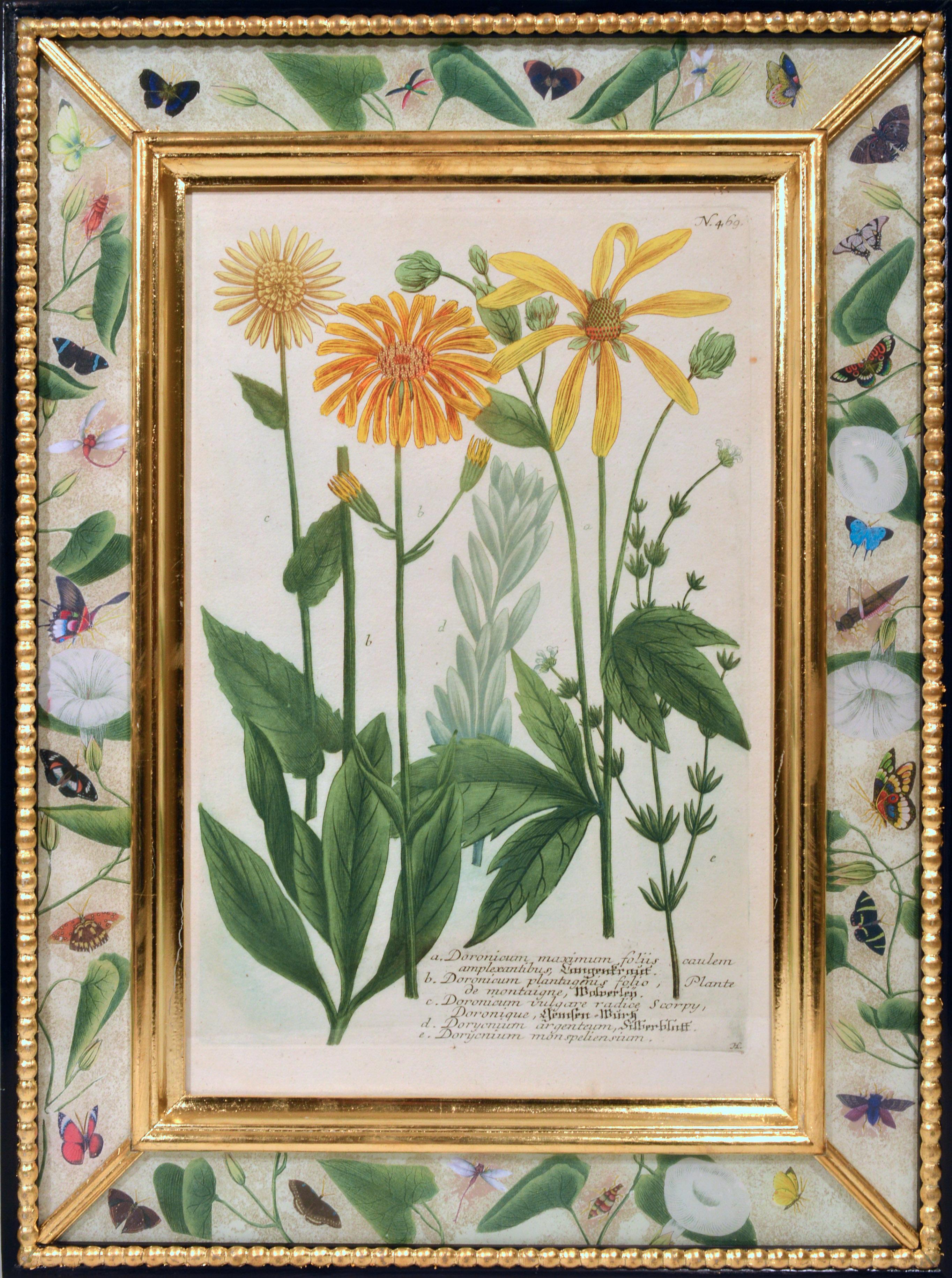 Johann Weinmann Engravings of Flowers, a Set of Twelve, circa 1740 7