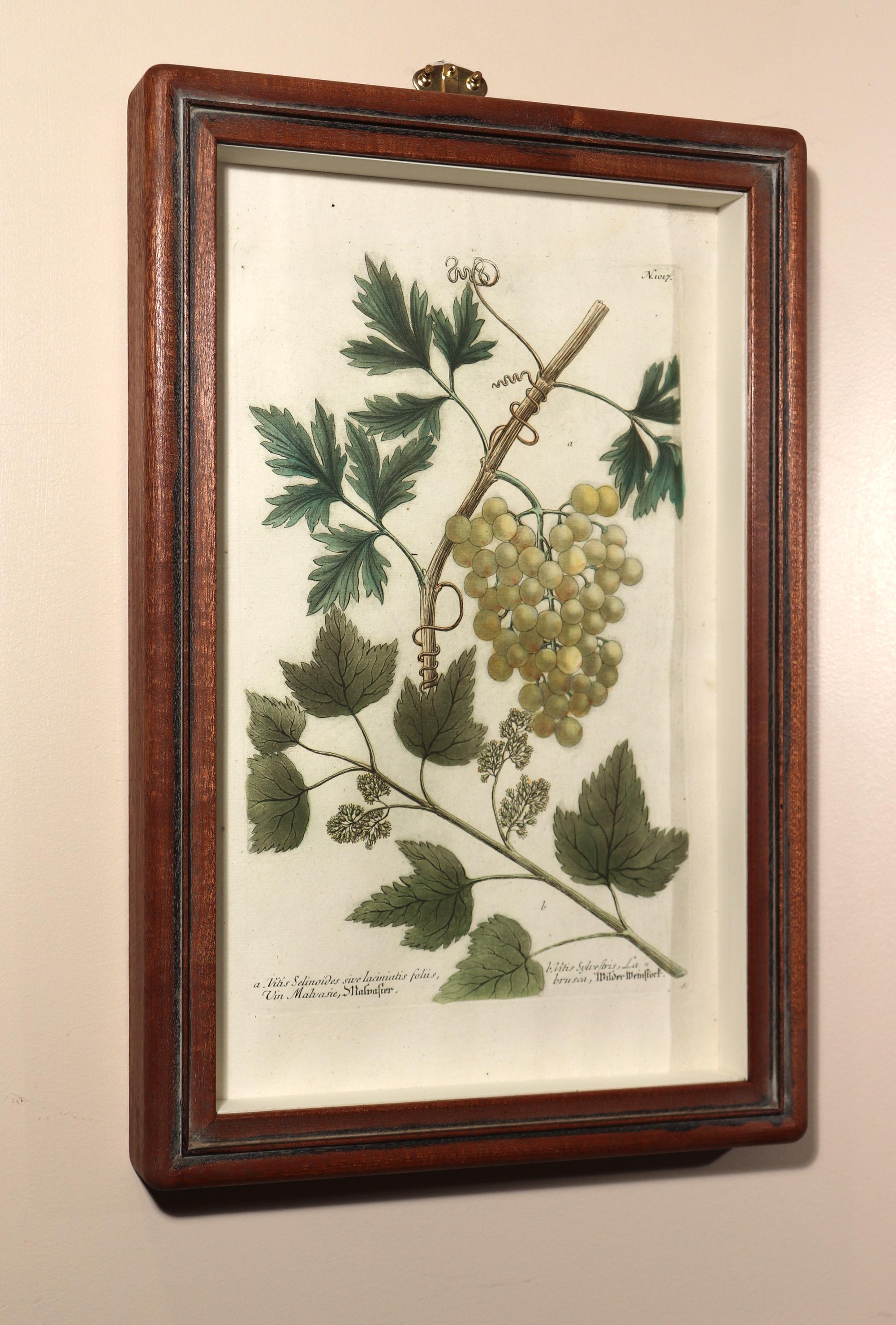 Johann Weinmann engravings of grapes,
Set of Four,
Circa 1740

Johann Weinmann engravings of grapes, each engraved by Seuter (S to the lower right of each). The engravings are within a Sapele wood shadow box with rouded corners.

The Johann