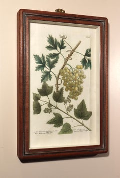 Incisioni di uva di Johann Weinmann del XVIII secolo, set di quattro esemplari