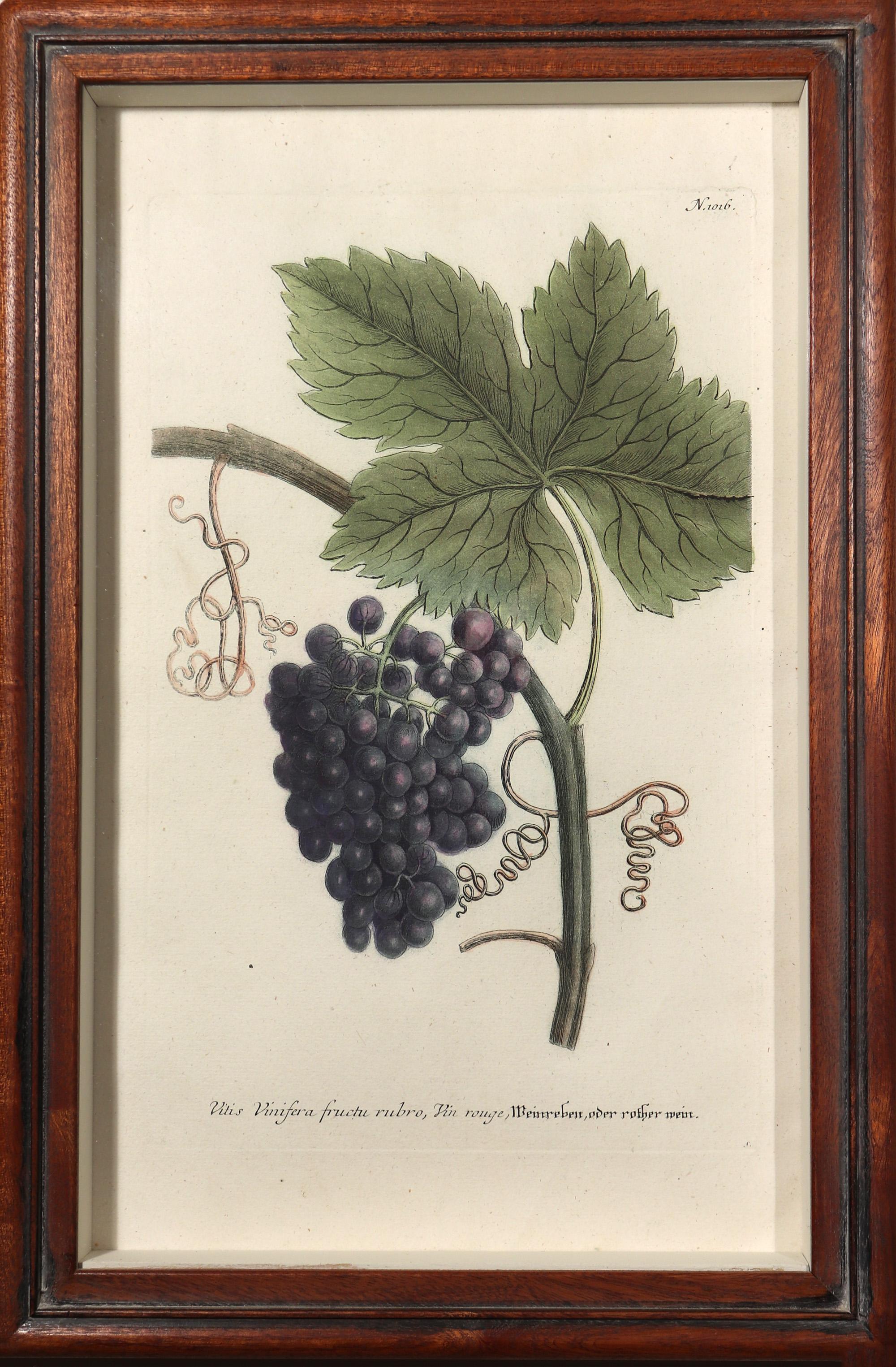 Georgian 18th-century Johann Weinmann Engravings of Grapes, Set of Four For Sale