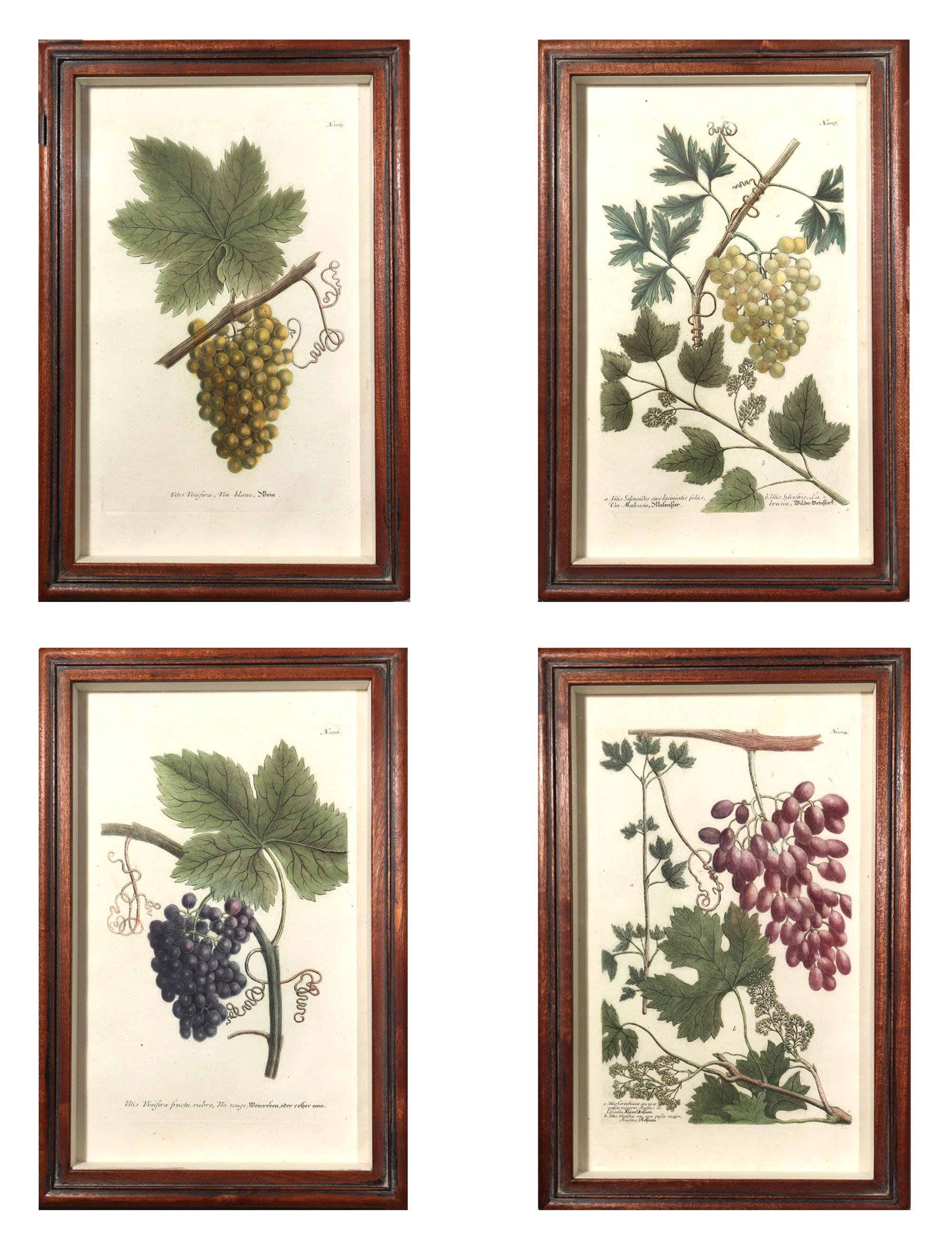 German 18th-century Johann Weinmann Engravings of Grapes, Set of Four For Sale