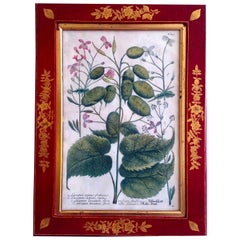 Incisione incorniciata di Johann Weinmann, #645, Johann Jakob Haid, circa 1745
