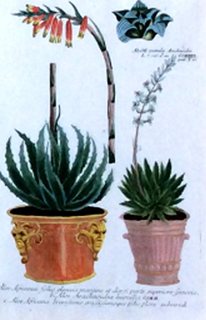 Johann Weinmann pair of botanical engravings with plants in pots,
Ehret,
circa 1740.


A fine pair of Johann Weinmann engravings of succulents in flowerpots within modern decoupage botanical frames,

Dimensions: 19 3/4 inches x 14 3/4 inches