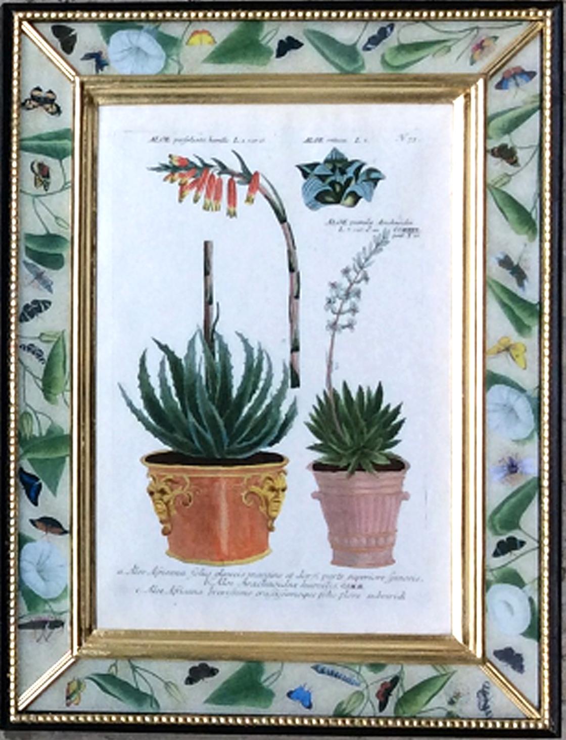 Johann Weinmann Pair of Botanical Prints with Plants in Pots, Engraved by Ehret In Good Condition In Downingtown, PA