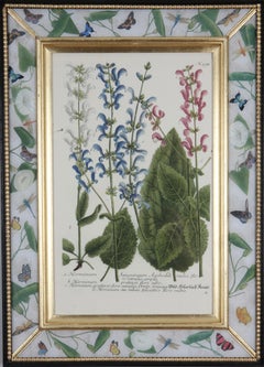 Antique Johann Weinmann: c18th Botanical Engravings in Decalcomania Frames