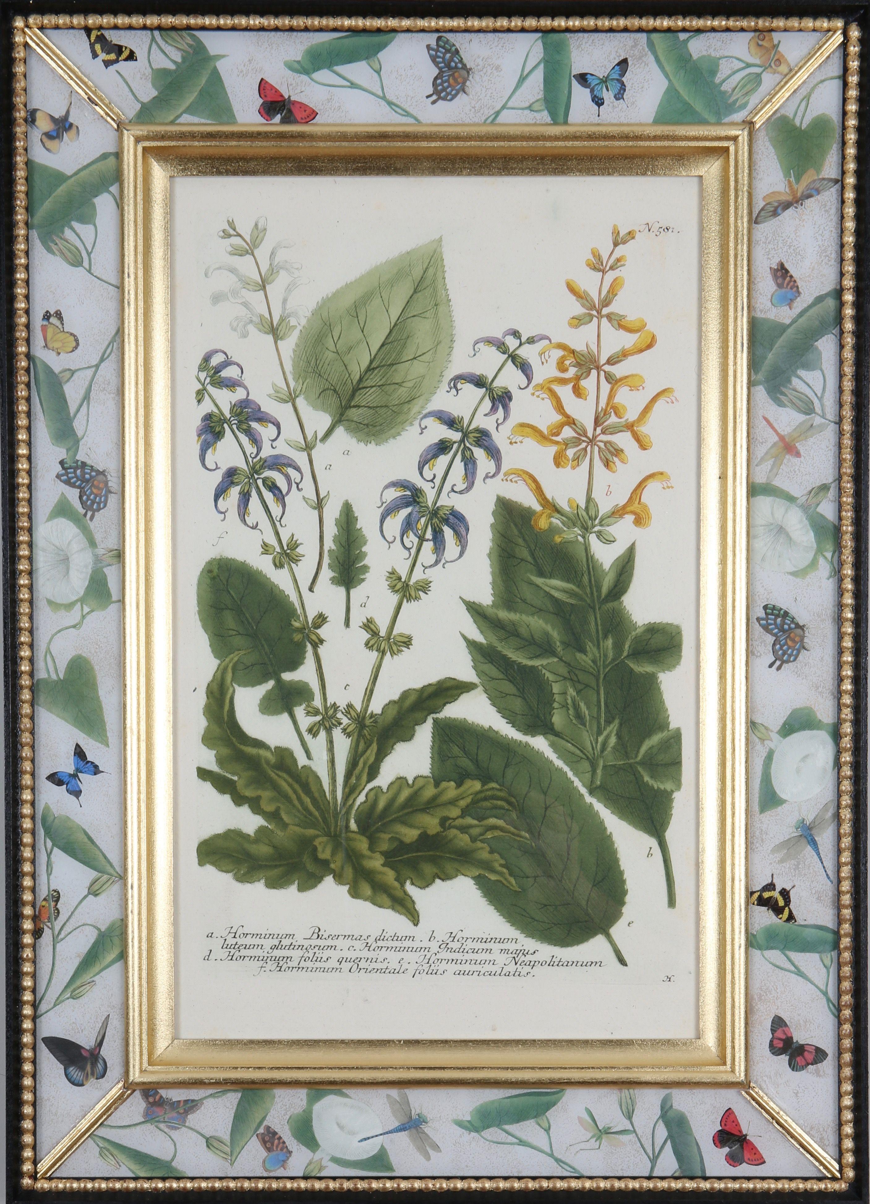 Une merveilleuse sélection de  gravures mezzotintes coloriées à la main tirées de : "Phytanthoza Iconographia",  c1739, présentés dans des cadres artisanaux en or jaune, ébène et décalcomanie. 

Johann Weinmann (1683-1741), pharmacien et apothicaire