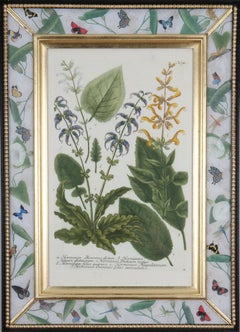 Johann Weinmann: c18th Botanical Engravings in Decalcomania Frames