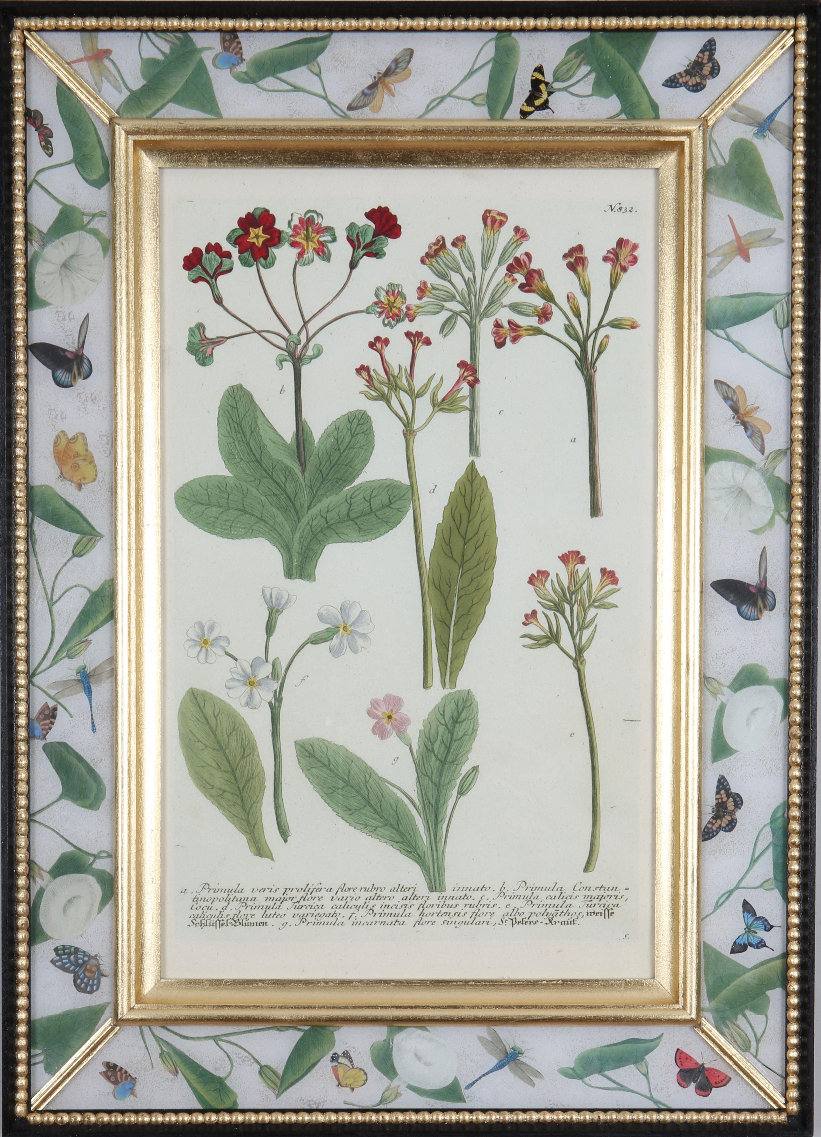 Johann Weinmann: c18th Botanical Engravings in Decalcomania Frames