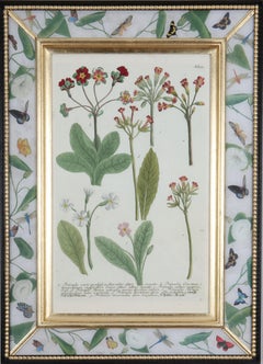 Johann Weinmann: c18th Botanical Engravings in Decalcomania Frames