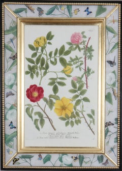 Johann Weinmann: c18th Botanical Engravings in Decalcomania Frames
