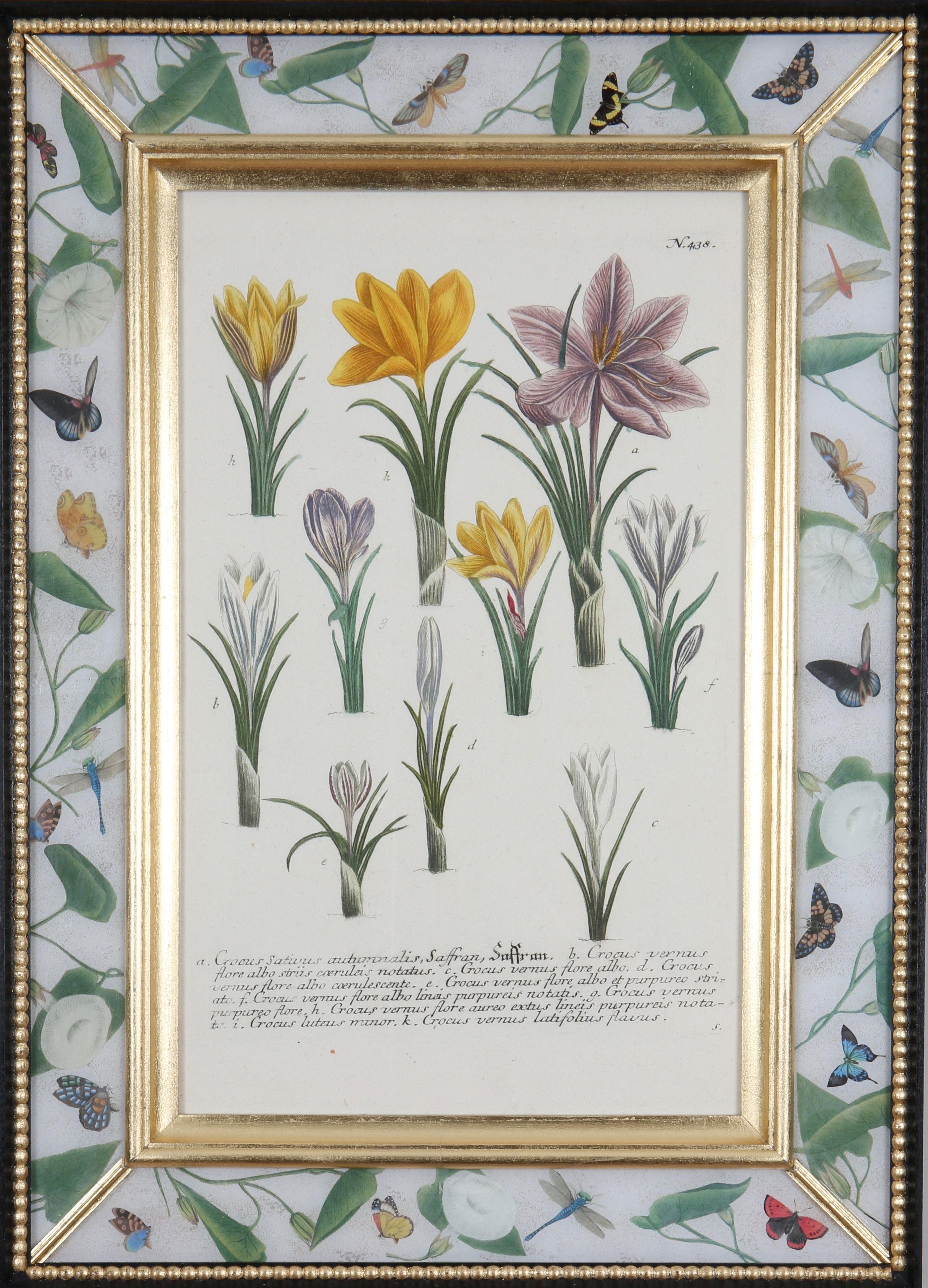 Une merveilleuse sélection de  gravures en mezzotinte coloriées à la main tirées de : ""Phytanthoza Iconographia"",  vers 1739, présentées dans des cadres faits à la main en vermeil, ébonite et décalcomanie. 

Johann Weinmann (1683-1741), pharmacien